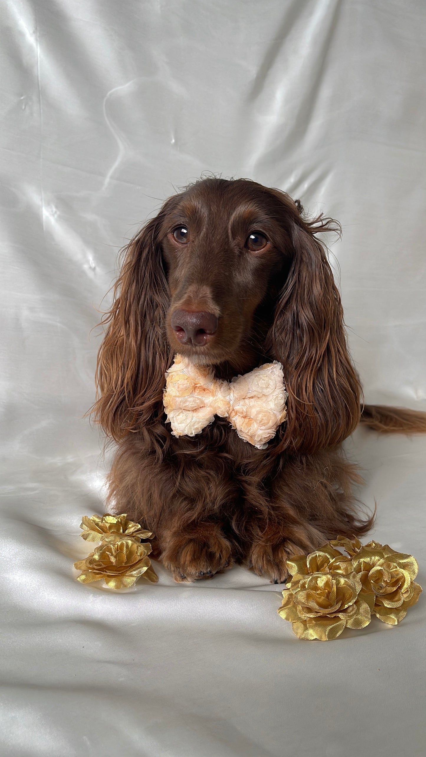 Auriel Bow tie